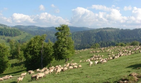 SCRISOARE DESCHISĂ a proprietarilor de păduri, pășuni și terenuri agricole din Maramureș SCRISOARE DESCHISĂ a proprietarilor de păduri, pășuni și terenuri agricole din Maramureș