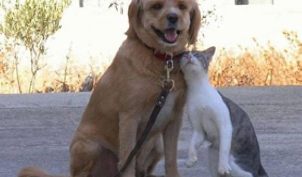 ”Nu închideți ochii atunci când vedeți animale chinuite!” ”Nu închideți ochii atunci când vedeți animale chinuite!”