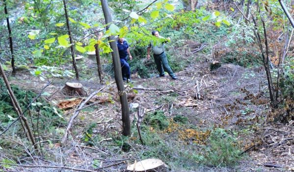 Tăierile ilegale de arbori, în vizorul poliţiştilor maramureșeni Tăierile ilegale de arbori, în vizorul poliţiştilor maramureșeni