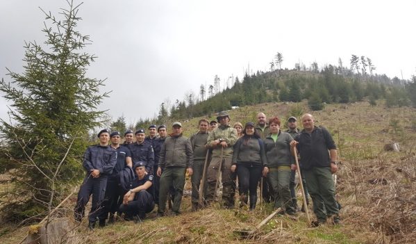 Acțiune de împădurire efectuată de jandarmii maramureşeni Acțiune de împădurire efectuată de jandarmii maramureşeni