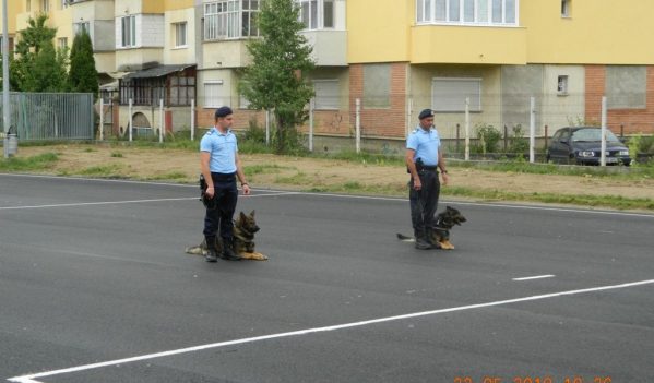 Câinii de serviciu ai jandarmilor maramureșeni, prezentați elevilor din Baia Mare Câinii de serviciu ai jandarmilor maramureșeni, prezentați elevilor din Baia Mare