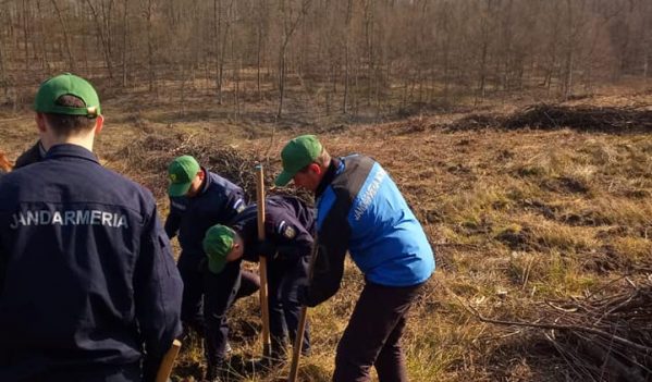 Jandarmii maramureșeni au plantat arbori în Șomcuta Mare Jandarmii maramureșeni au plantat arbori în Șomcuta Mare