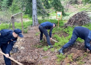 Jandarmii maramureșeni au plantat puieți