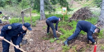 Jandarmii maramureșeni au plantat puieți
