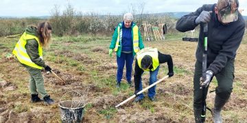 Plantări de puieți la Ocolul Silvic Șomcuța Mare