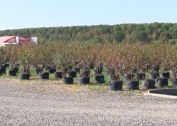 VIDEO: PLANTELE DE AFIN LA ÎNDEMÂNA ORICUI – Puieții obținuți în laborator sunt viguroși și garantați pentru plantare