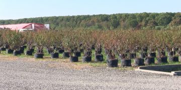 VIDEO: PLANTELE DE AFIN LA ÎNDEMÂNA ORICUI – Puieții obținuți în laborator sunt viguroși și garantați pentru plantare